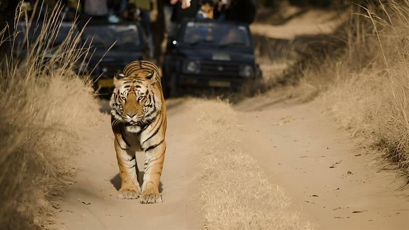 Bandhavgarh Safari