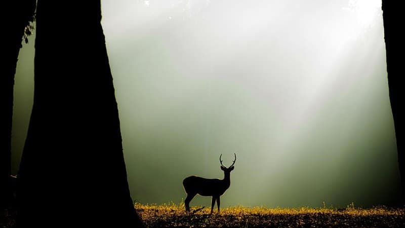 Kanha National Park