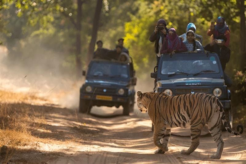 Bandhavgarh