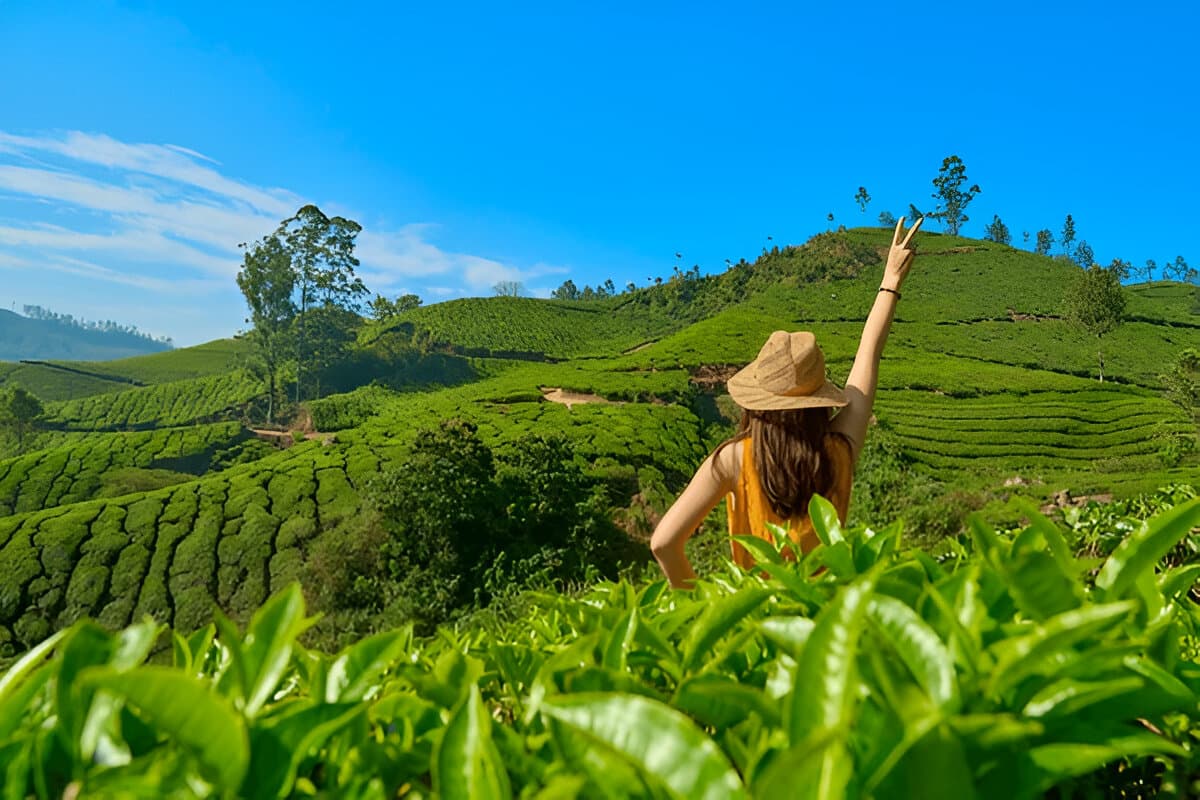 lush tea plantations