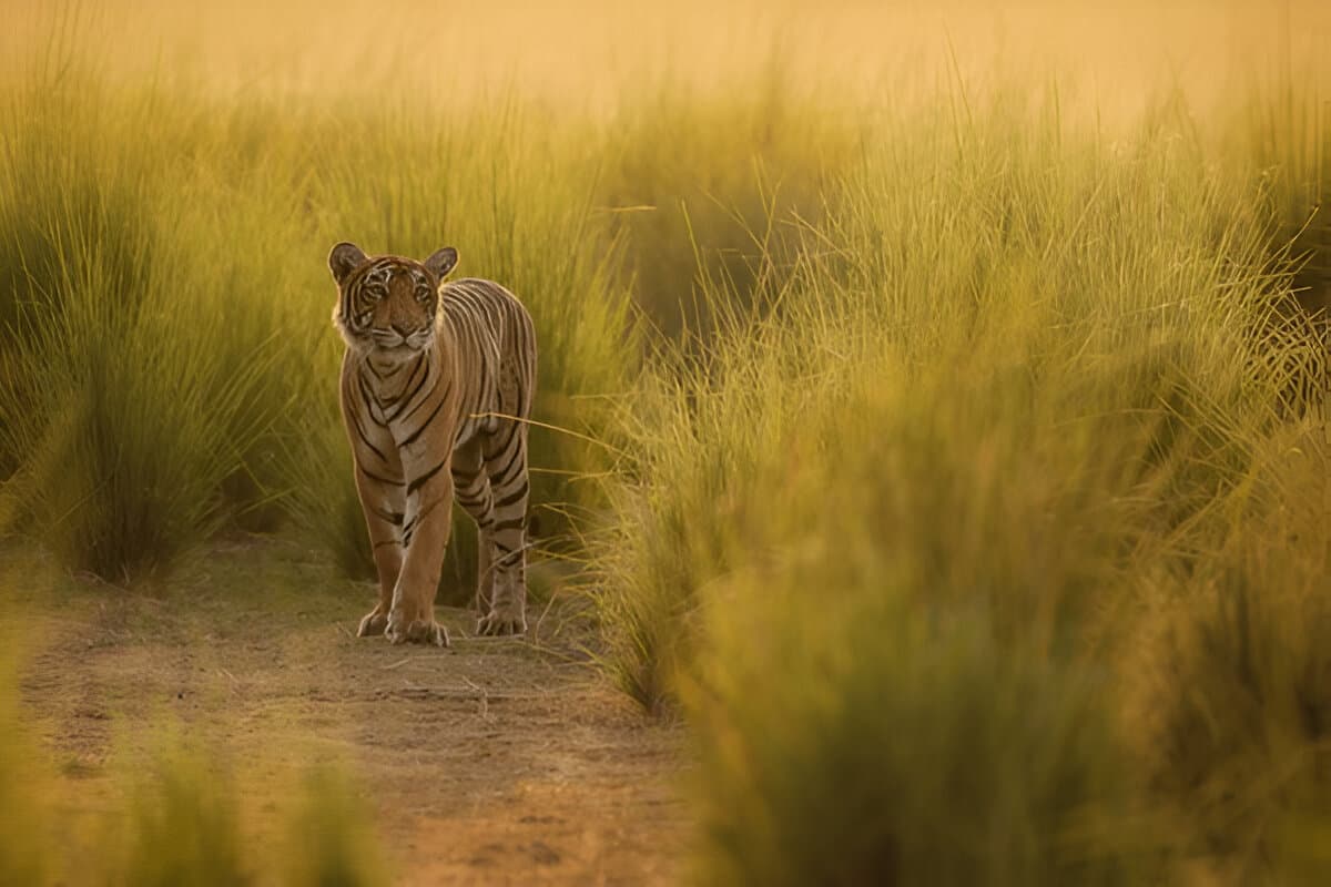 Ranthambore National Park